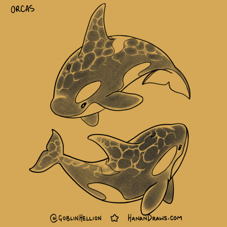 orcas
